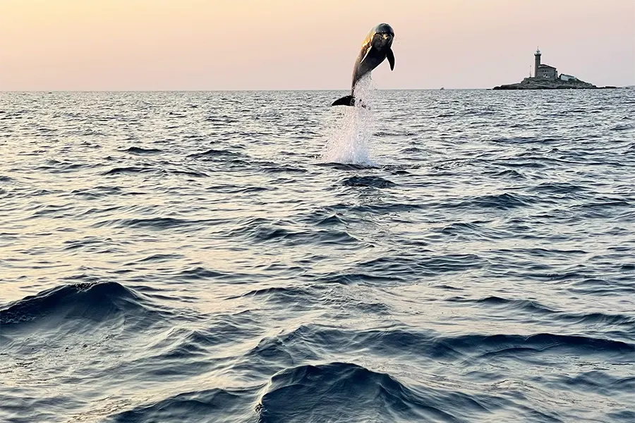 sunset dolphin watching rovinj